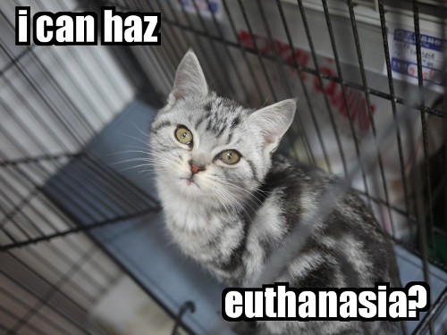 picture of a lolcat in a cage with text 
