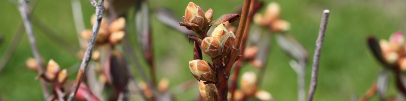 buds