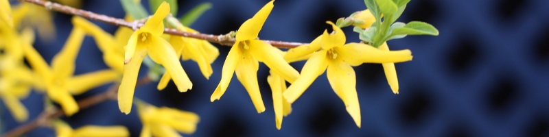 yellow flowers