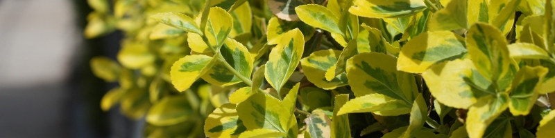 leaves
