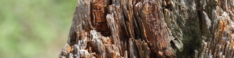 wood